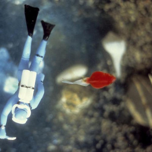 Perpendicular Diver/ Red Fish